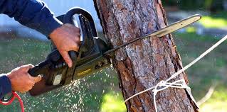 Best Storm Damage Tree Cleanup  in Clearview, WA