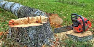 How Our Tree Care Process Works  in  Clearview, WA