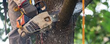 Best Utility Line Clearance  in Clearview, WA