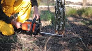 Best Tree Removal  in Clearview, WA