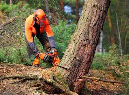 Best Lawn Grading and Leveling  in Clearview, WA