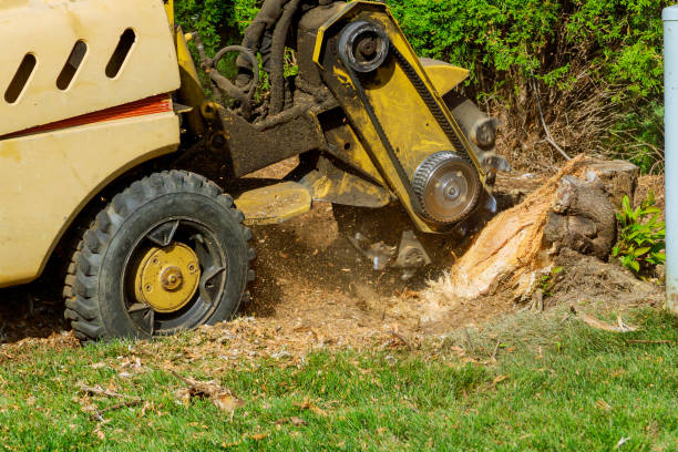 Best Hazardous Tree Removal  in Clearview, WA