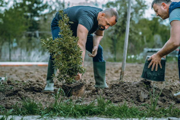 Best Lawn Maintenance Plans  in Clearview, WA