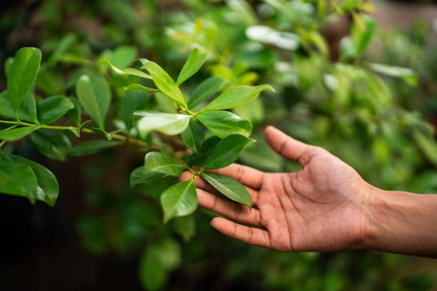 Best Tree Maintenance Programs  in Clearview, WA