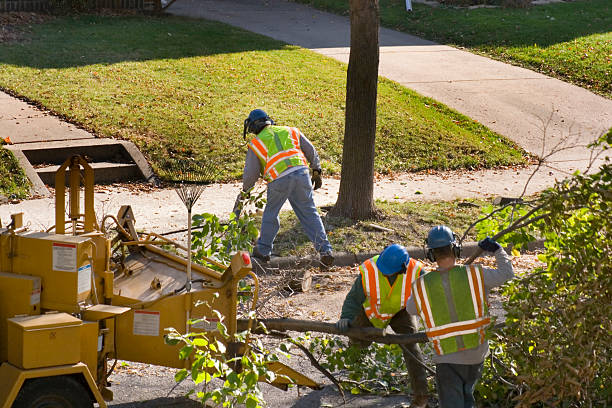Best Tree Disease Treatment  in Clearview, WA